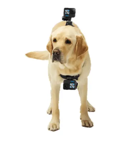 CINTURÃO CANINO GO PRO